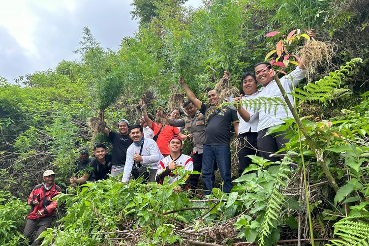 Polisi Buru Pemilik Ladang Ganja di Kaki Gunung Kerinci