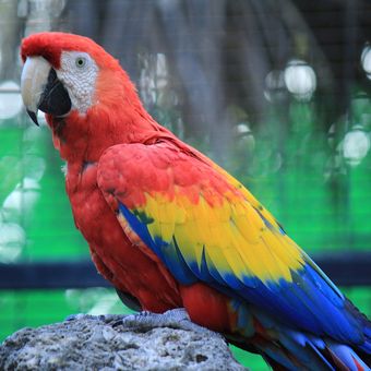 Ilustrasi burung Scarlet macaw atau Macaw merah.