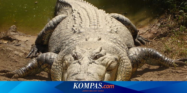 Serba Serbi Hewan Air Mata Buaya Bukan Sekadar Kiasan Ini Nyata