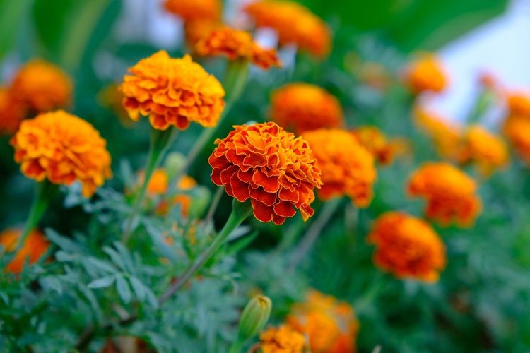 Ilustrasi bunga marigold.