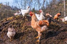 Apa Fungsi Jengger pada Ayam?