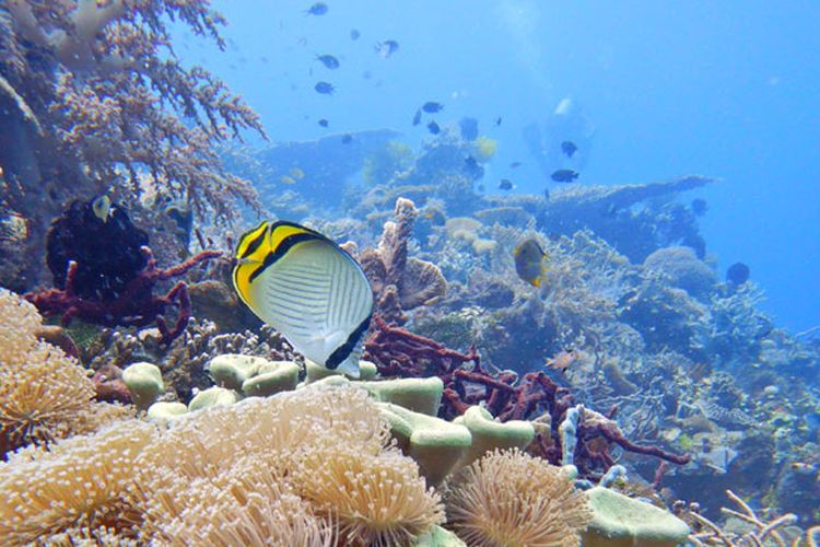 Suasana bawah laut di Pulau Atauro, Timor Leste.

