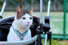 Tips Membeli Stroller Kucing, Inspirasi dari Bobby Kucing Prabowo