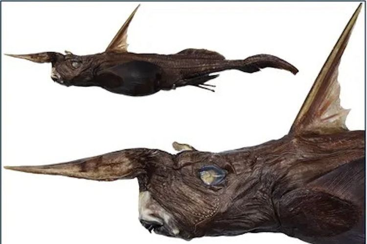 Ilmuwan Temukan Spesies Baru Hiu Hantu di Kedalaman Laut Pasifik