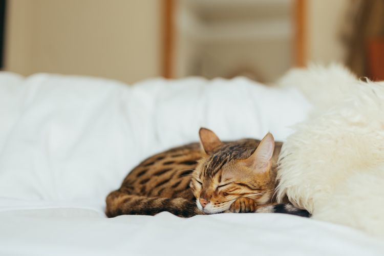 Tutupi sofa dengan handuk atau kain agar kucing tak lagi menggaruk permukaan sofa.