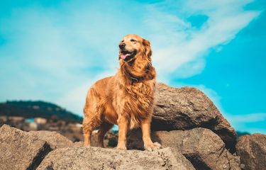 Anjing golden retriever, salah satu ras anjing peling cerdas di dunia.