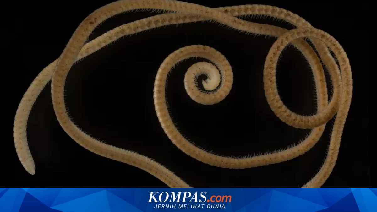 Punya Kaki Lebih dari 1300, Ini Hewan dengan Kaki Terbanyak di Dunia