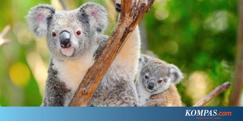 Organ Aneh Bikin Koala Melenguh Saat Musim Kawin