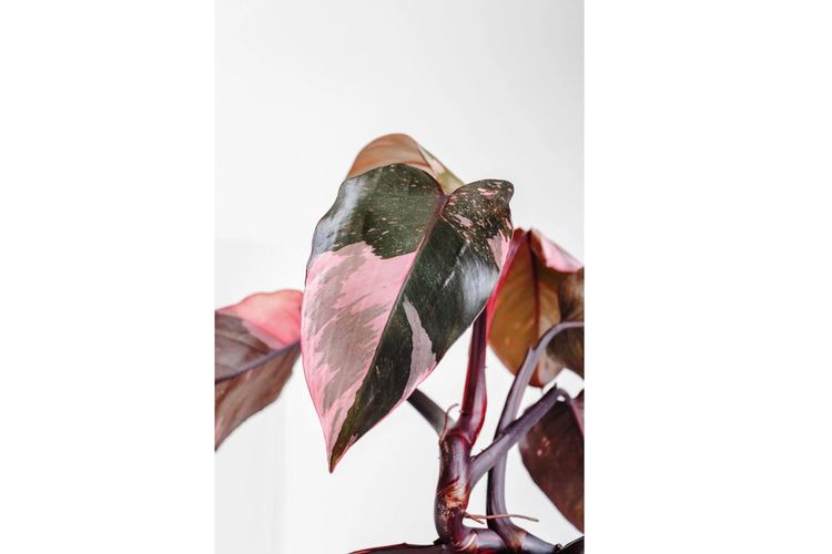 Half Moon Philodendron Pink Princess