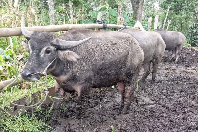 Kisah Ternak Kerbau di Gayo Aceh, Pernah Jadi Simbol Kejayaan, Kini Mulai Tergerus Zaman