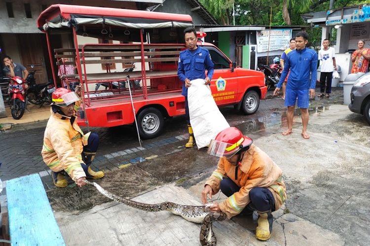 Petugas Pemadam Kebakaran dan Penyelamatan Gresik saat melakukan evakuasi ular piton sepanjang 3 meter dari pemukiman warga, Selasa (1/3/2022).