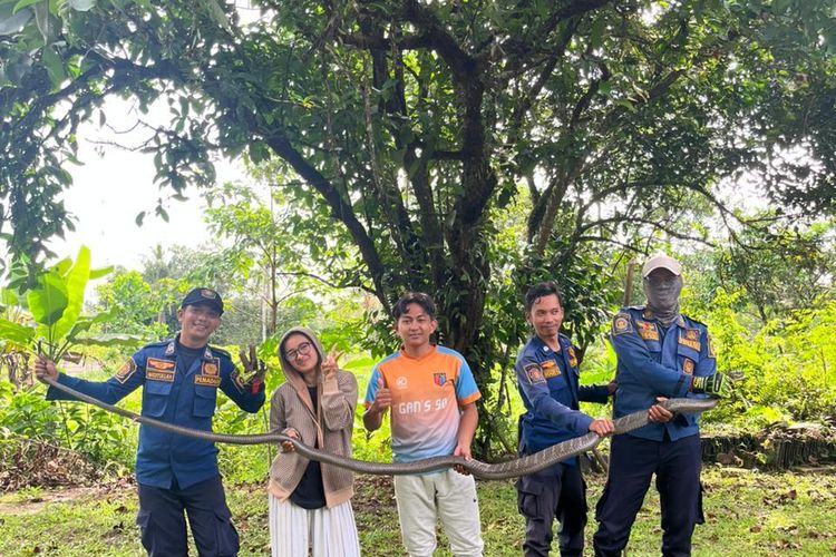 Damkar Evakuasi King Kobra 3 Meter dari Rumah Warga di Tenjo Bogor
