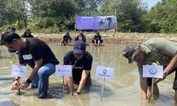 Kurangi Emisi Karbon, Amartha Tanam 1.000 Mangrove di Pesisir Pantai Morodemak 