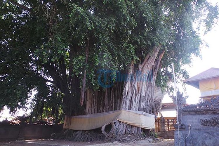 Pohon Beringin di Bali