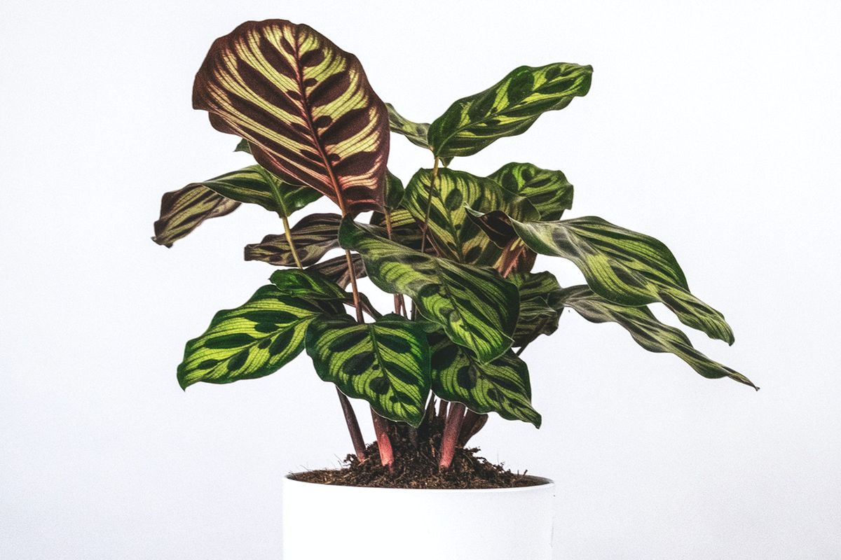 Ilustrasi tanaman hias Calathea Peacock.