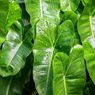 Bisakah Philodendron Hidup di Luar Ruangan?