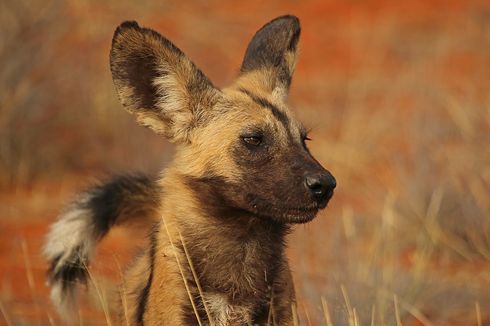 Anjing Liar Afrika Punya Anatomi Unik yang Membantunya Bertahan Hidup