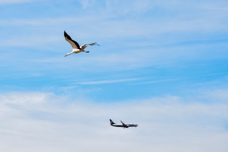 Pesawat KLM putar balik ke Bandara Schiphol, Belanda, setelah menabrak burung (bird strike). Simak penjelasan bahaya pesawat tabrak burung berikut.