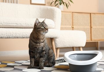 3 Cara Menghilangkan Bau Kencing Kucing dengan Bahan Alami