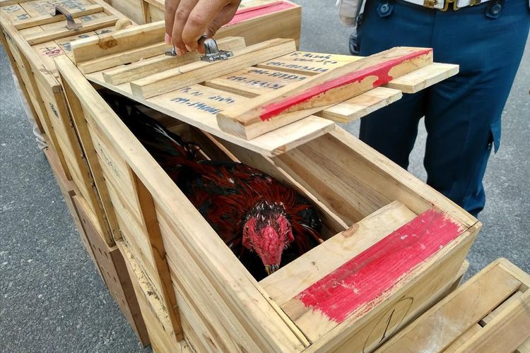 Seorang petugas menunjukkan satu dari 88 ayam aduan tanpa dokumen yang diselundupkan dari Thailand. Dalam kasus ini, dua orang warga Aceh Tamiang ditangkap.