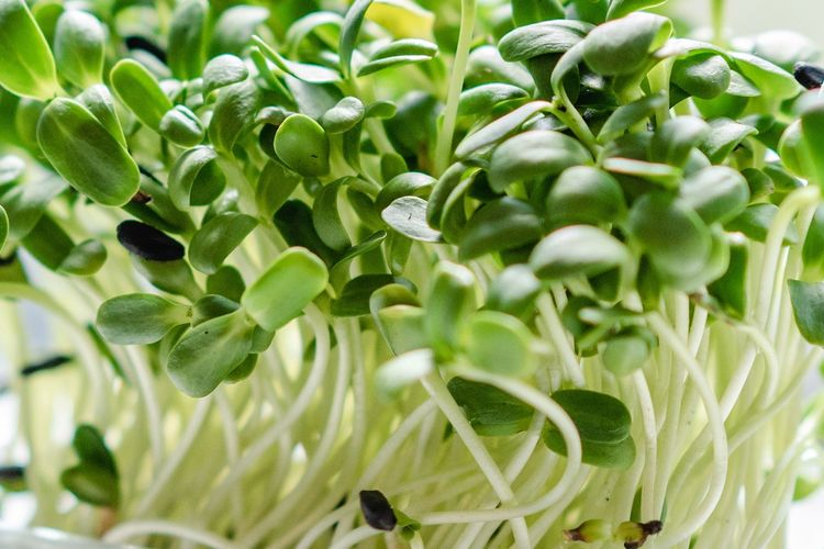 Ilustrasi microgreens.