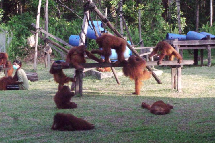 Suasana sekolah orangutan di pusat rehabilitasi Nyaru Menteng, Kalimantan Tengah. Foto diambil pada Senin (1/5/2017).