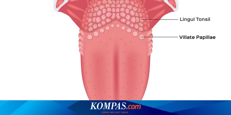 Penyakit Lidah Perih - Gejala, Penyebab, Pengobatan - Kompas.com