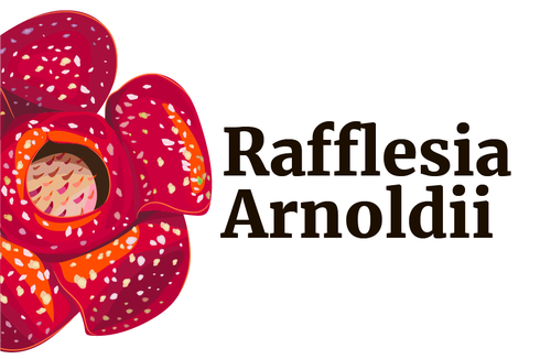INFOGRAFIK: Mengenal Rafflesia Arnoldii, Puspa Bangsa yang Terancam Punah