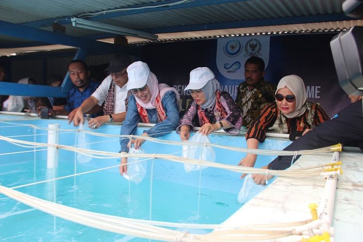 Anggota Komisi IV DPR RI bersama dengan BRSDM melakukan tabur benih naupli udang di hatchery dan benur udang vaname di Tambak Budidaya Udang Skala Mini Empang Plastik (Busmetik), Jumat (4/11/2022). 