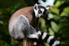 Foto Ring Tail Lemur Juara Lomba Foto Satwa di Taman Safari Bogor