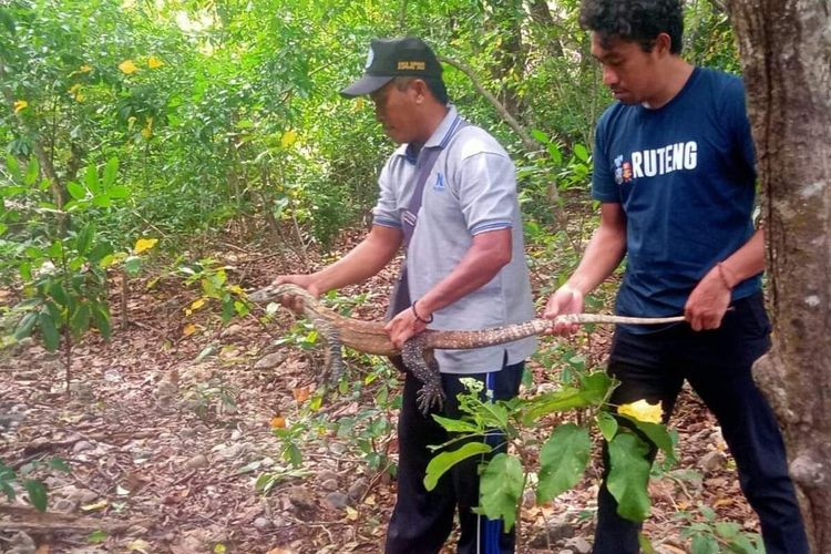 Komodo Pota, Desa Nanga Mbaur, Kecamatan Sambi Rampas, Manggarai Timur, NTT, Rabu, (18/1/2023) sebagai daya tarik wisatawan untuk menjelajahi kawasan Pantai Utara (Pantura). (KOMPAS.com/DOK WARGA POTA-ARSYAD)