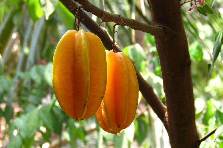 Ilustrasi buah belimbing di pohon, pohon belimbing.