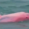 Viral, Video Lumba-Lumba Berwarna Pink, Ini Penjelasan LIPI