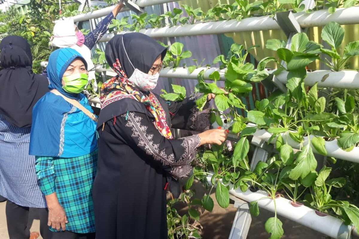 Warga Jakut Panen Sayur Hidroponik di Tengah Pandemi Covid-19, Kamis (14/5/2020)