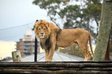 5 Singa Kabur dari Kandang di Taronga Zoo, Lockdown Seketika Diberlakukan
