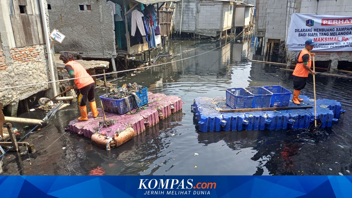 Bersihkan Kali Gendong Jakut, Petugas DLH Kerap Hadapi Biawak hingga Ular Sanca
