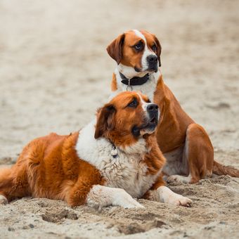 Ilustrasi anjing ras Saint Bernard. 