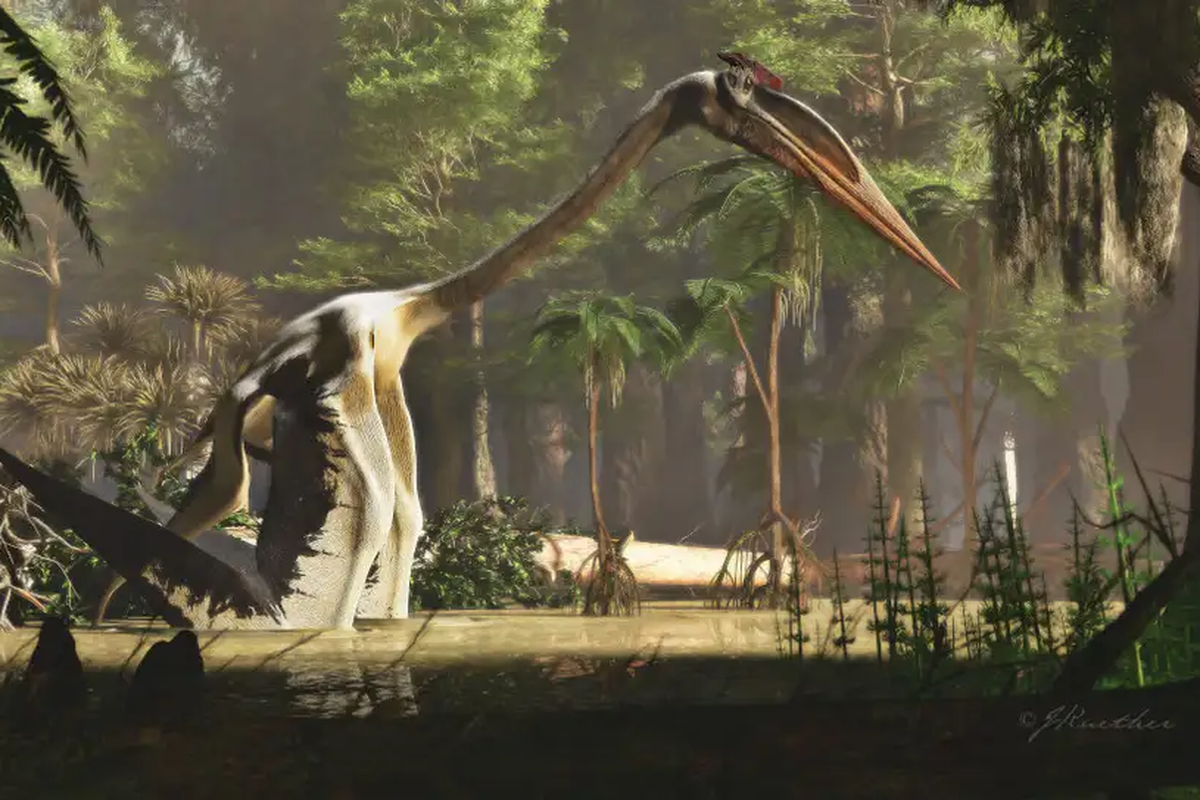 Ilustrasi Quetzalcoatlus adalah hewan bersayap terbesar di Bumi. Ahli ungkap bagaimana hewan ini dapat terbang.

