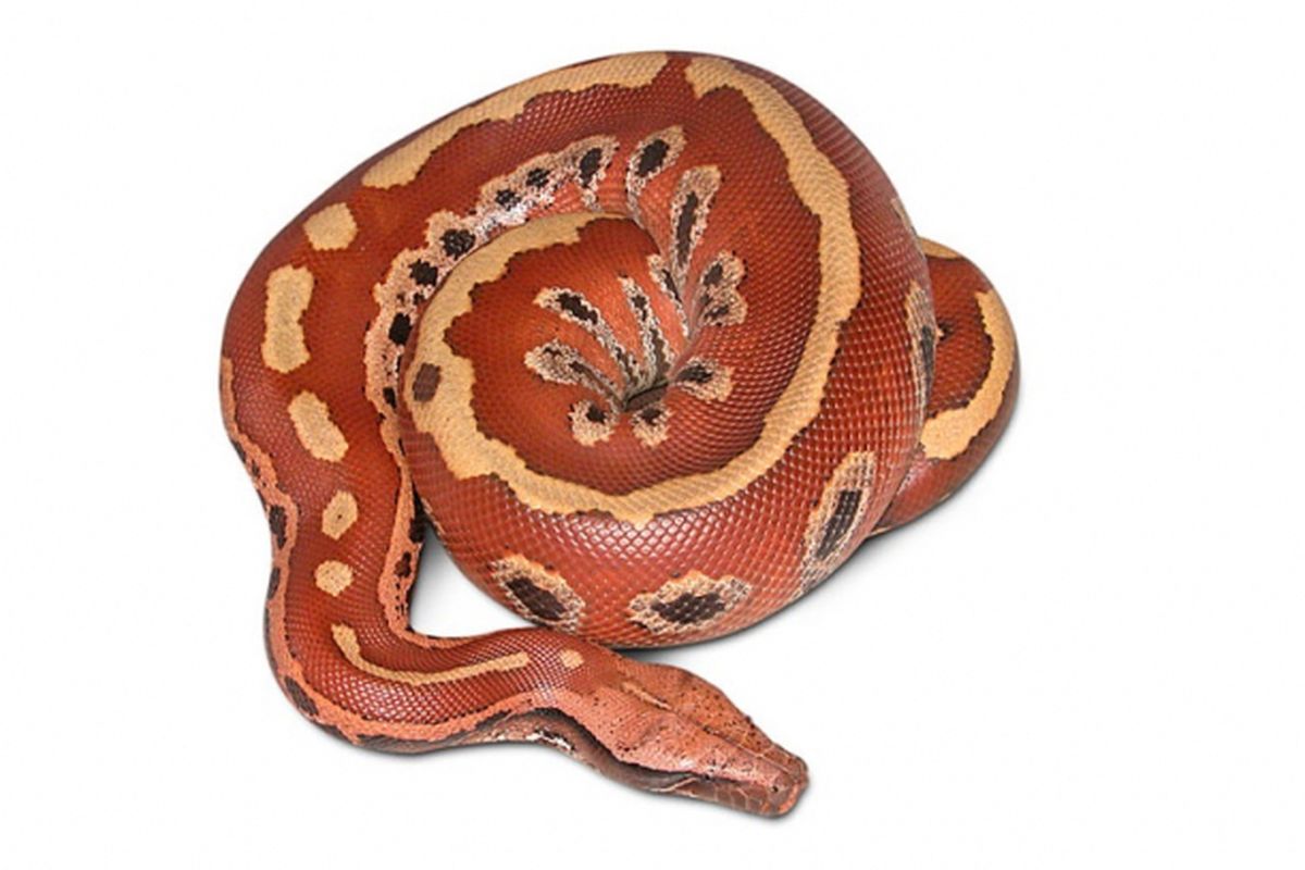 Sanca darah (Python brongersmai)