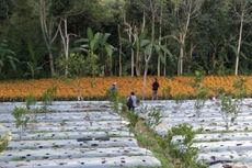 Festival Budaya Pertanian Tampilkan Pawai Ogoh-Ogoh dari Buah dan Sayur