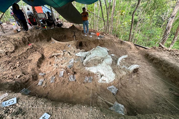 Fosil stegodon di kawasan Hutan Tritik Nganjuk saat proses ekskavasi beberapa waktu lalu