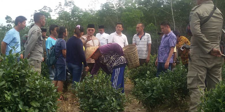 Menelusuri Perkebunan Teh Hijau Dataran Rendah Di Bangka 1 Halaman All Kompas Com