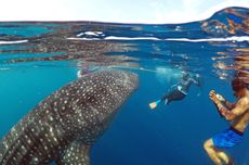 Wisata Berenang Bareng Hiu Paus di Gorontalo, Mulai Rp 80.000