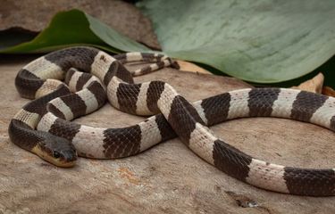 Ular weling atau Bungarus candidus.