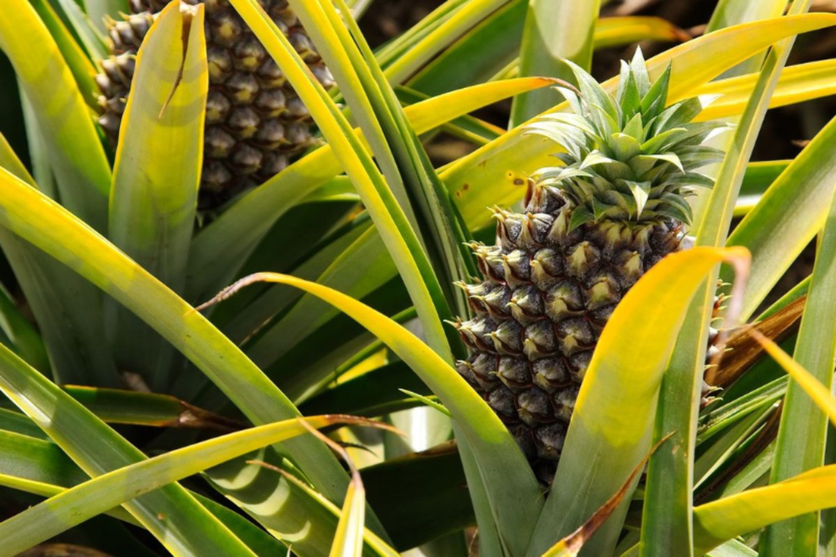 Ilustrasi nanas, tanaman nanas, menanam nanas. 