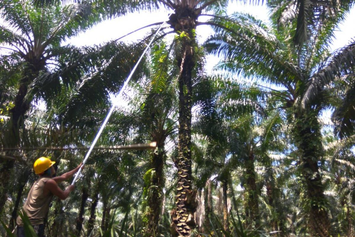 Salah satu buruh pemetik sawit di Sulawesi Tenggara