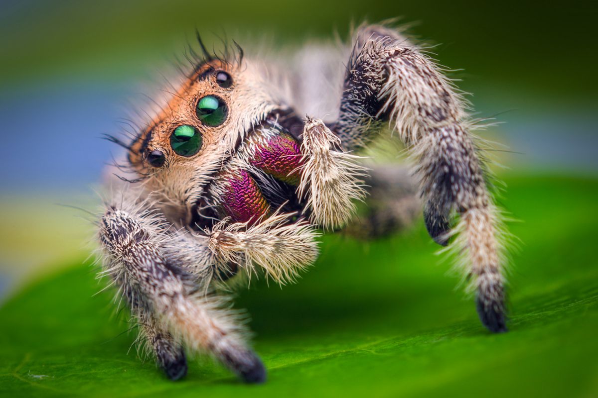 Laba-laba pelompat (Phidippus regius)