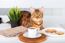 6 Tips agar Kucing Tidak Naik ke Meja Makan