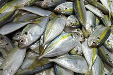 Harga Bahan Pokok Senin 29 April 2024, Harga Ikan Tongkol Naik