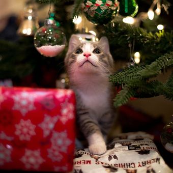 Ilustrasi kucing dan pohon natal